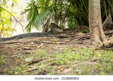 Varanus Varanidae Salvator On Ground