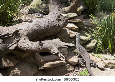 Varanus varius
