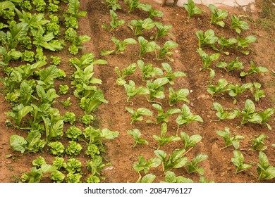 A Vareity Of Vegetables Growing In A Small Garden Plot In China. The Plants Are Neatly Arranged In Rows.