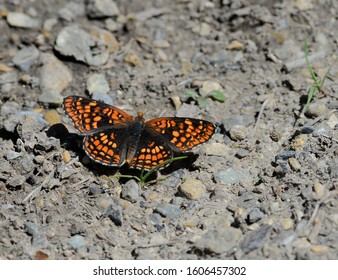 Variable Checkerspot on ground with wings spread.
