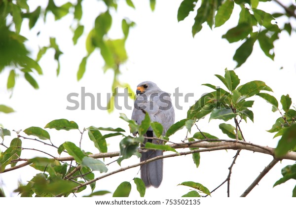 2 Hiogaster Images, Stock Photos & Vectors | Shutterstock