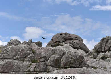 Variable Hawk Flying Over Rocks Stock Photo 1965102394 | Shutterstock