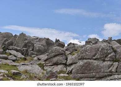 Variable hawk flying over rocks