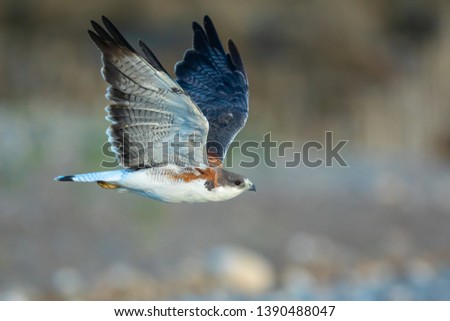 Variable Hawk, Geranoaetus polyosoma  in flight