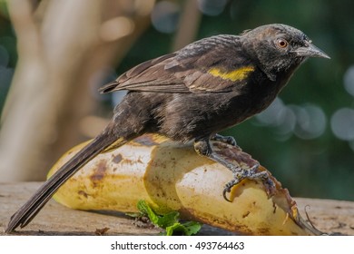 Variable Oriole