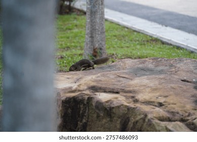 A Variable Squirrel (Callosciurus finlaysonii) perched on a textured rock in an outdoor setting. This wildlife shot captures the squirrel in its natural habitat, foraging near lush greenery and a concrete path.