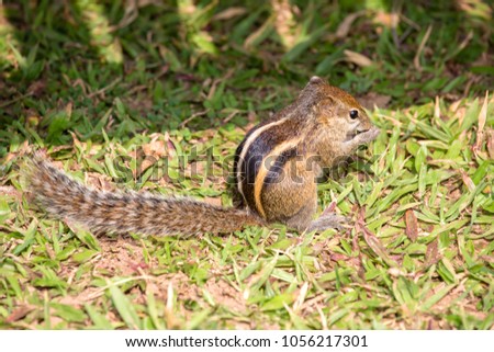 Variable squirrel or Finlayson's squirrel or Callosciurus finlaysonii, on the green grass in a Bangkok park. Dwells in Myanmar, Thailand, Cambodia, Philippines, India, Malaysia. Close up Stock photo © 