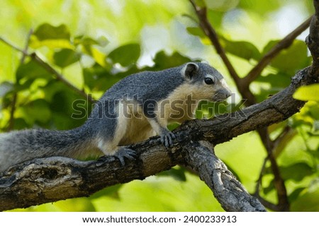 variable squirrel on a tree in Thailand, Callosciurus finlaysonii Stock photo © 