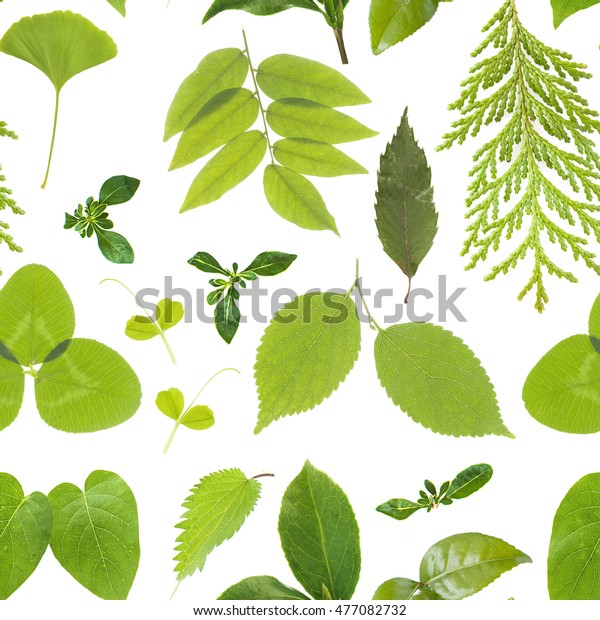 Variation Green Leaves Seamless Pattern Stock Photo 477082732 ...