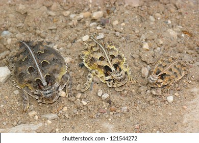 Variation in size and color of a species of lizard - Texas Horned Lizard, Phyrnosoma cornutum