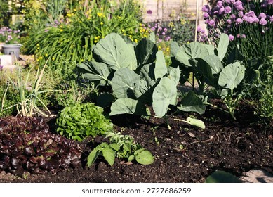 Variation of vegetables in garden bed plot of a community garden. Summer vegetable garden. Red and green salad, cabbage and defocused chives and flowers. Selective focus.