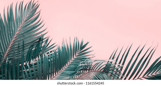 Variaciones Palm Tropical Sale