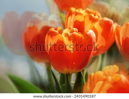  Varicolored tulip flowers close up                              
