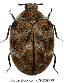 The Varied Carpet Beetle (Anthrenus Verbasci) From The Family Dermestidae A Skin Beetles. Isolated On A White Background