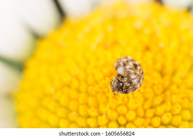 Varied Carpet Beetle Copulation On Flower