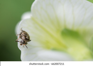 Varied Carpet Beetle On A Snap Pea Blossom