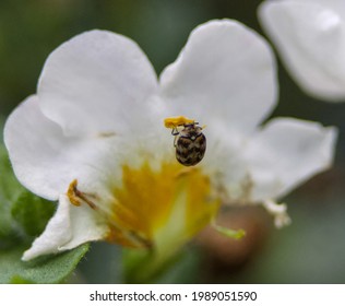 Varied Carpet Beetle On White Flower