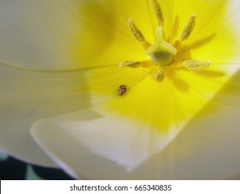 Varied Carpet Beetle On A White Tulip         