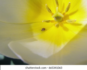 Varied Carpet Beetle On A White Tulip        