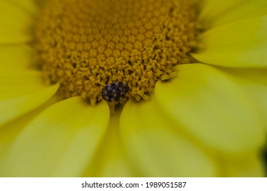 Varied Carpet Beetle On Yellow Flower