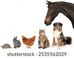 varied group of animals with a horse a tortoise a hen a rabbit a cat and a dog 