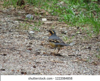 A Varied Thrush 