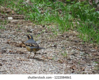 A Varied Thrush 