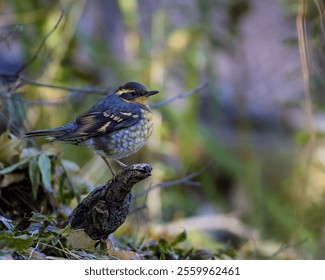 A varied thrush bird perched on a branch. - Powered by Shutterstock