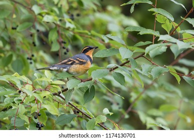 Varied Thrush In A Chokecherry Tree