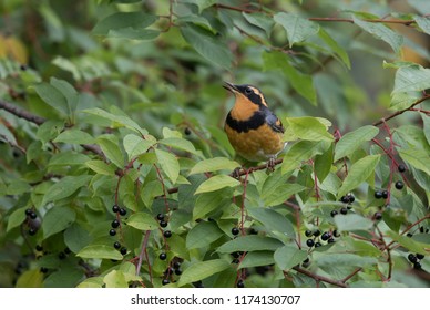 Varied Thrush In A Chokecherry Tree