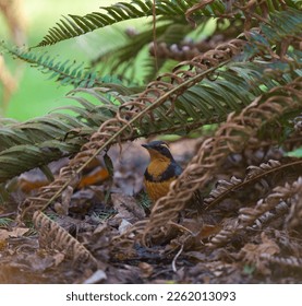 Varied thrush resting in forest, it is a beautiful, boldly patterned thrush. Males are an exquisite combination of blue-gray, orange, and black.  - Shutterstock ID 2262013093