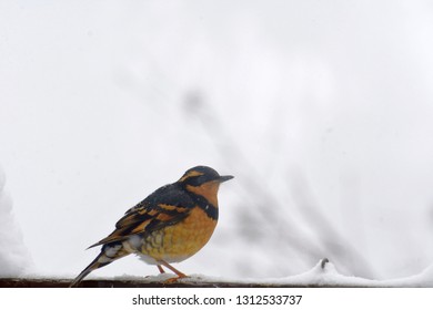 Varied Thrush In The Snow