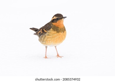 A Varied Thrush Standing Alone On A White Expanse Of Snow In Winter