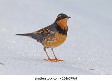 Varied Thrush In Winter