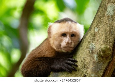 Varied white-fronted capuchin (Cebus versicolor), species of gracile capuchin monkey. Tayrona National Park, Magdalena department. Colombia wildlife. - Powered by Shutterstock