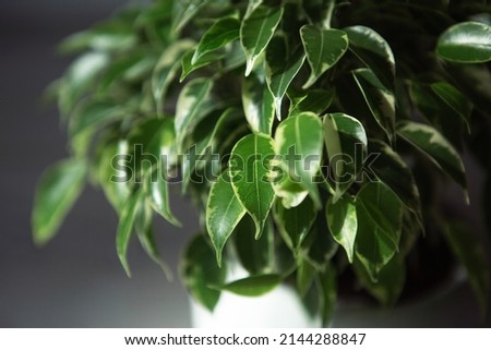 Variegate foliage of ficus Benjamin in a round pot close-up. Growing potted house plants, green home decor, care and cultivation
