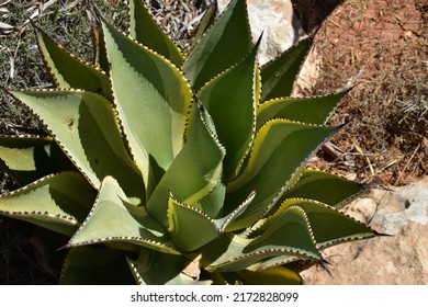 Variegated Aloe Plant From Above