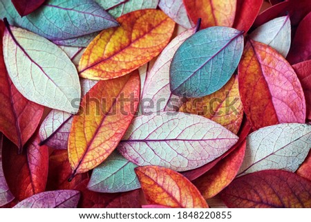 Similar – Image, Stock Photo Yellow-orange autumn leaves on blue background