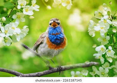 variegated bird male bluethroat sings  sitting flowering branch an apple tree in sunny spring garden