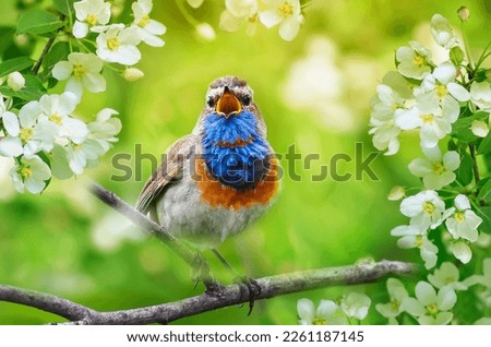 variegated bird male bluethroat sings, sitting on a flowering branch of an apple tree in a sunny spring garden