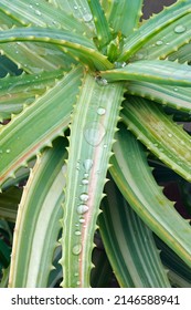 Variegated Candelabra aloe (Aloe arborescens Variegata).