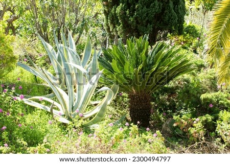 Variegated Century Plant (Agave americana variegata), and sago palm (Cycas revoluta) in a mediterranean garden.