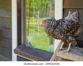 Variegated Chickens Hens In The Coop Henhouse On The Henroost Roost. Outside Near Window. High Quality Photo