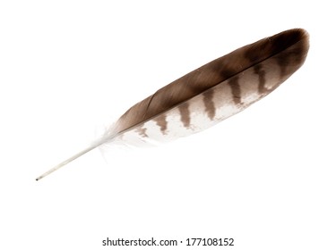 1,918 Gay feathers Images, Stock Photos & Vectors | Shutterstock