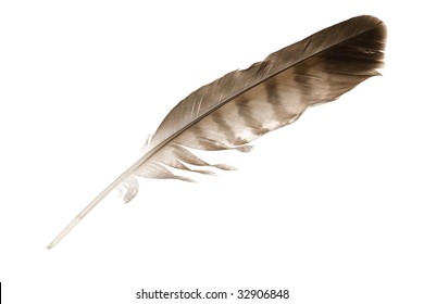 variegated eagle feather isolated on white background