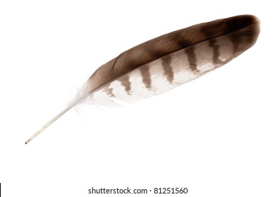 variegated eagle feather isolated on white background