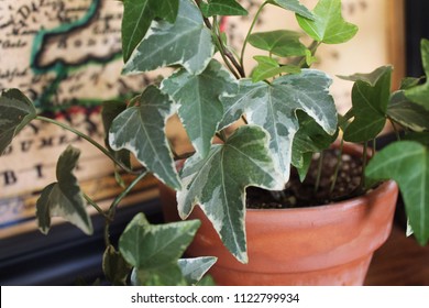 Variegated English Ivy Hedera Helix Houseplant Indoors Colorful Green