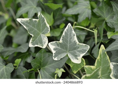 Variegated English Ivy leaves - Latin name - Hedera helix Variegata