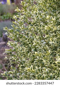 The variegated, evergreen foliage (leaves) of 'Elegantissima' English or common boxwood (Buxus sempervirens 'Elegantissima')