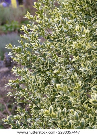 The variegated, evergreen foliage (leaves) of 'Elegantissima' English or common boxwood (Buxus sempervirens 'Elegantissima')